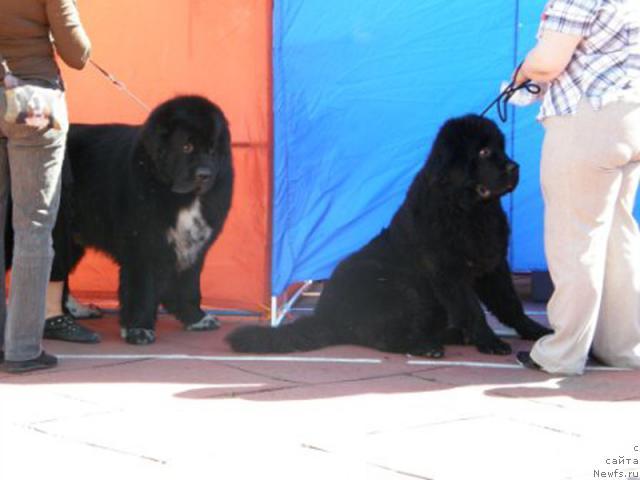 Фото: ньюфаундленд Sud'byi Podarok (Судьбы Подарок)