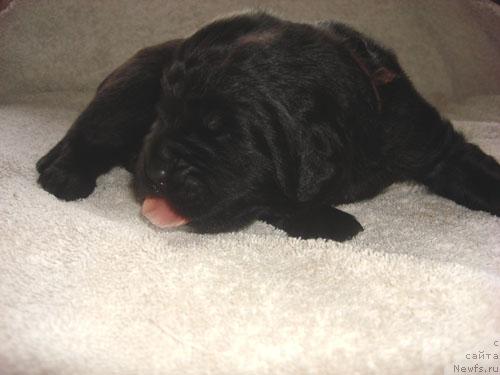 Фото: ньюфаундленд Arh B'yuti Optimist dlya Elenyi (Арх Бьюти Оптимист для Елены)