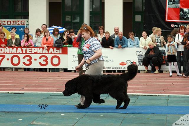 Фото: ньюфаундленд Sud'byi Podarok (Судьбы Подарок)