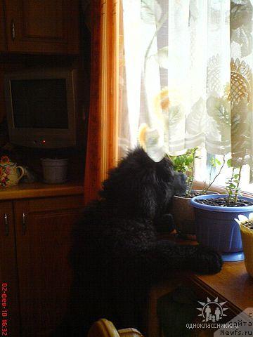 Фото: ньюфаундленд Sud'byi Podarok (Судьбы Подарок)