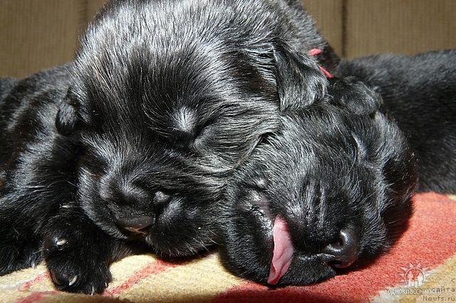 Фото: ньюфаундленд Sud'byi Podarok (Судьбы Подарок)