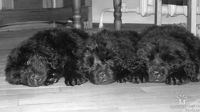 Фото: ньюфаундленд Sud'byi Podarok (Судьбы Подарок)