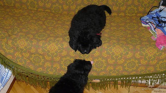 Фото: ньюфаундленд Sud'byi Podarok (Судьбы Подарок)