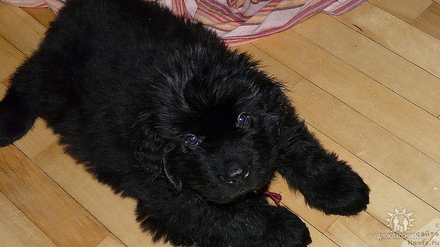 Фото: ньюфаундленд Sud'byi Podarok (Судьбы Подарок)