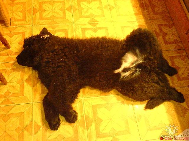 Фото: ньюфаундленд Sud'byi Podarok (Судьбы Подарок)