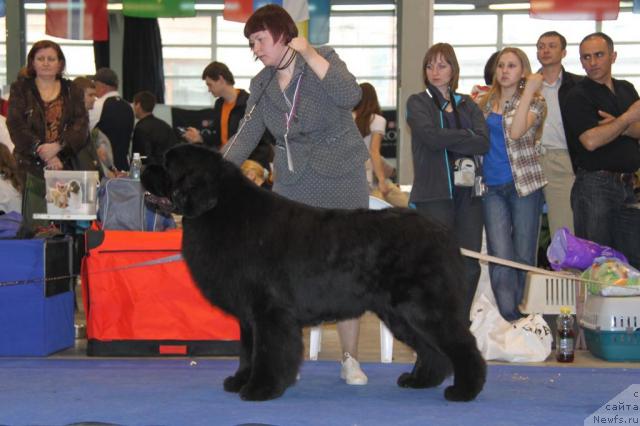 Фото: ньюфаундленд Aquatoriya Kelvin Zolotoy Medved (Акватория Келвин Золотой Медведь)