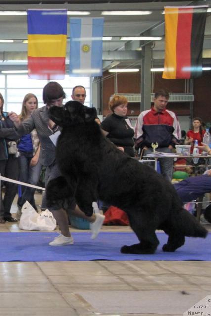 Фото: ньюфаундленд Aquatoriya Kelvin Zolotoy Medved (Акватория Келвин Золотой Медведь)