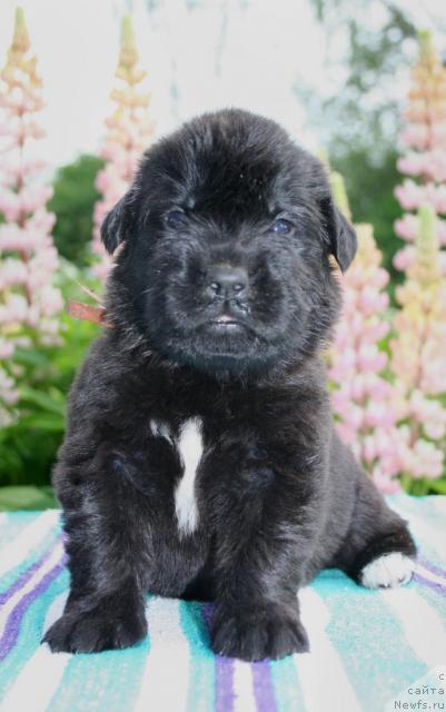 Фото: ньюфаундленд YUriol' Zolotoy Rassvet (Юриоль Золотой Рассвет)