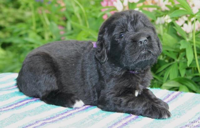 Фото: ньюфаундленд YU-Piter from Piter (Ю-Питер фром Питер)