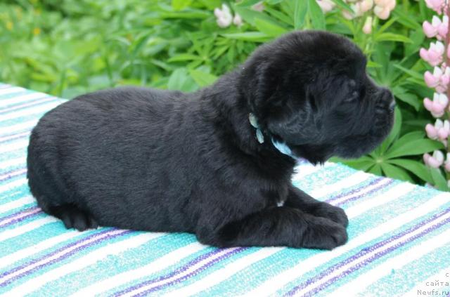 Фото: ньюфаундленд YUnoksiss Taynyiy Sovetnik (Юноксисс Тайный Советник)