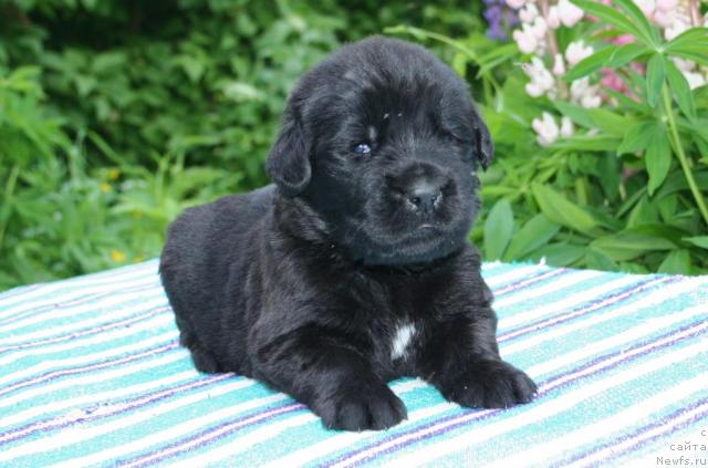 Фото: ньюфаундленд YUnoksiss Taynyiy Sovetnik (Юноксисс Тайный Советник)