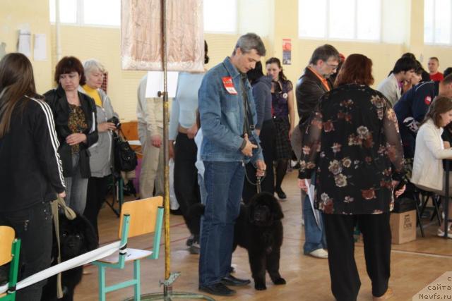 Фото: ньюфаундленд YUnona (Юнона)