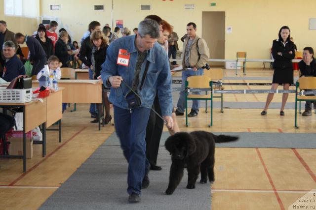 Фото: ньюфаундленд YUnona (Юнона)