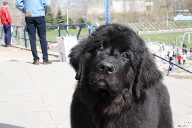 Фото: ньюфаундленд YUnona (Юнона)