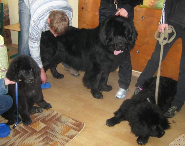 Фото: ньюфаундленд YUnona (Юнона), ньюфаундленд Lloyd Blyek (Ллойд Блэк), ньюфаундленд Geralis CHiroki Velikiy Vojd' (Гералис Чироки Великий Вождь)