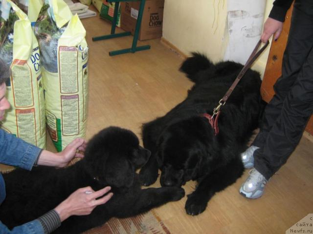 Фото: ньюфаундленд YUnona (Юнона), ньюфаундленд Lloyd Blyek (Ллойд Блэк)