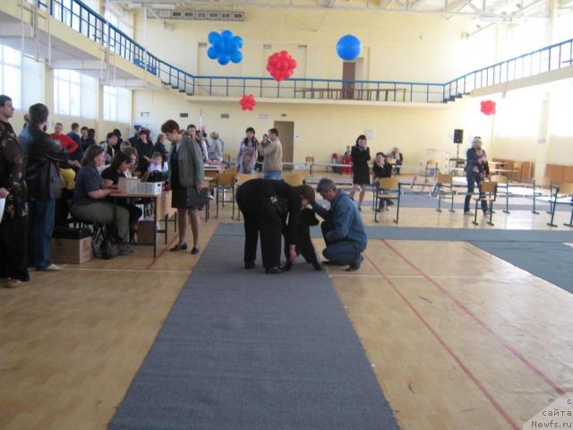 Фото: ньюфаундленд YUnona (Юнона)