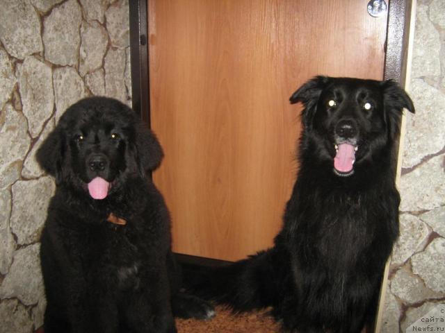 Фото: ньюфаундленд YUnona (Юнона), Дан