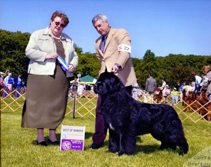 Фото: ньюфаундленд Bowaters Time And Again