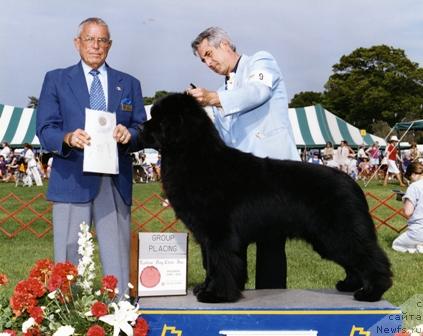 Фото: ньюфаундленд Pouch Cove's The Shareholder