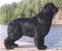 Фото: ньюфаундленд Terhotarhan Timotei