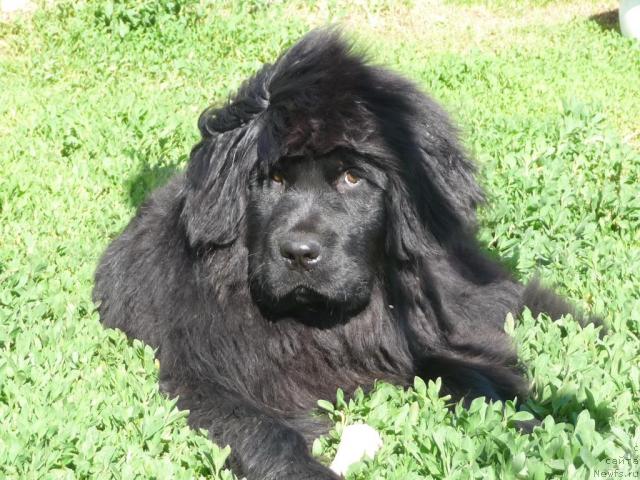 Фото: ньюфаундленд Bol'shaya Udacha (Большая Удача)