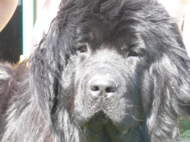 Фото: ньюфаундленд Blestyaschaya Brina (Блестящая Брина)