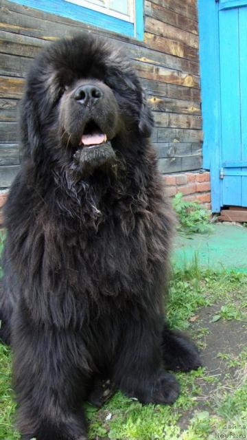 Фото: ньюфаундленд Dans Memori F'yudjan Rif (Данс Мемори Фьюджан Риф)