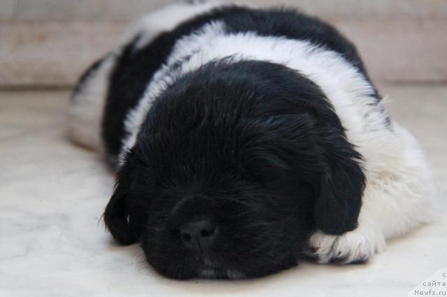 Фото: ньюфаундленд Akvian Song Zes Trib'yut tu Feshen (Аквиан Сонг Зес Трибьют ту Фешен)