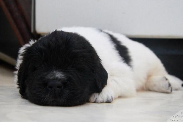 Фотография № 44458