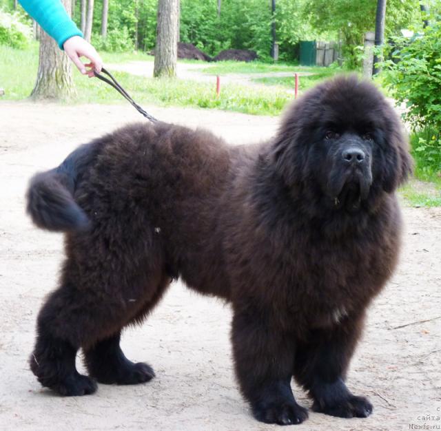 Фото: ньюфаундленд Beguschaya po Volnam Soul on Soul (Бегущая по Волнам Соул он Соул)