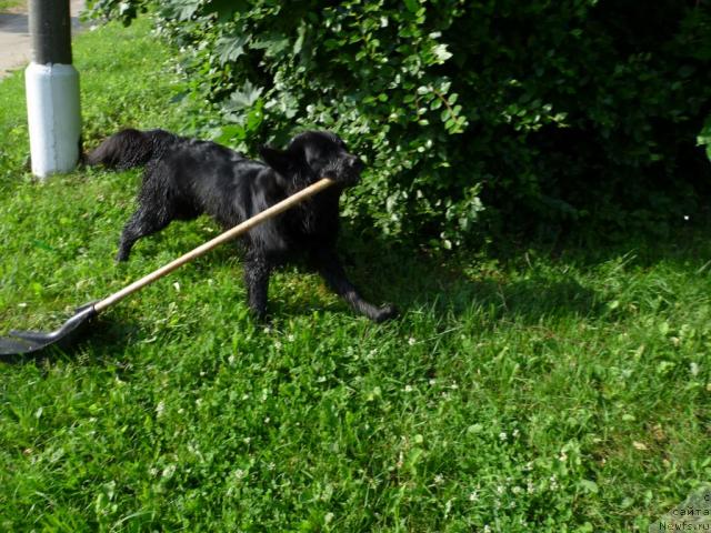 Фото: ньюфаундленд Bonni Flayt (Бонни Флайт)