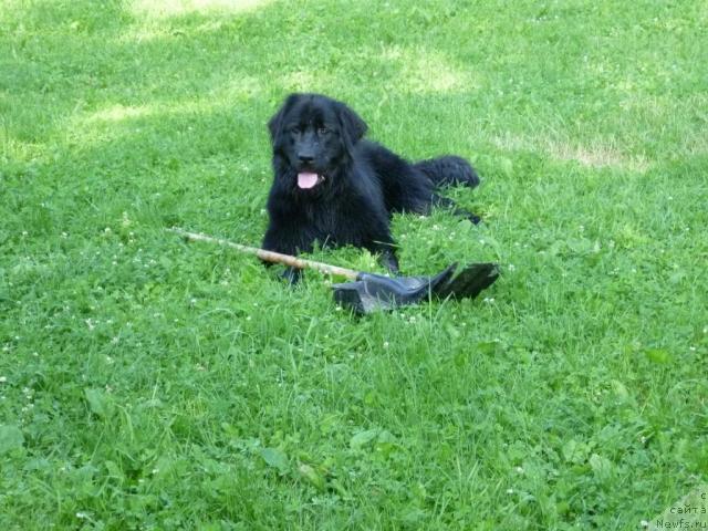 Фото: ньюфаундленд Bonni Flayt (Бонни Флайт)