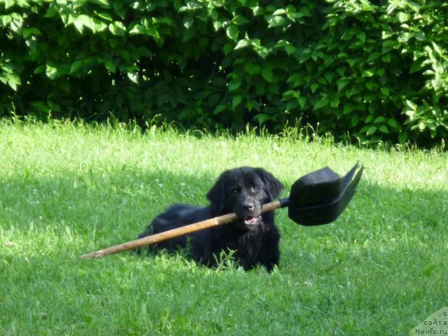 Фото: ньюфаундленд Bonni Flayt (Бонни Флайт)