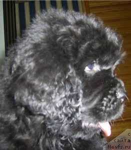 Фото: ньюфаундленд Arh B'yuti Optimist dlya Elenyi (Арх Бьюти Оптимист для Елены)