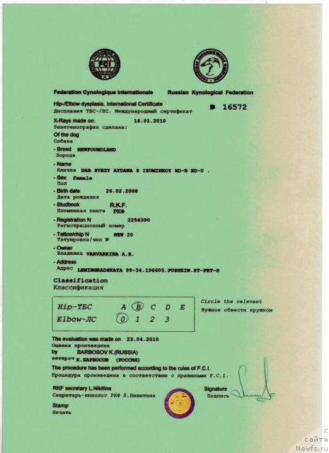 Фото: ньюфаундленд Dar Svezy Aydana s Izuminkoy (Дар Свезы Айдана с Изюминкой)