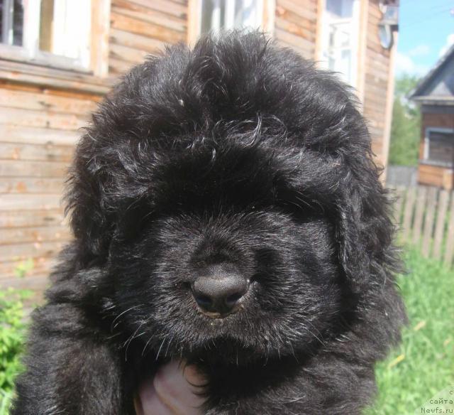 Фото: ньюфаундленд Arh B'yuti Optimist dlya Elenyi (Арх Бьюти Оптимист для Елены)