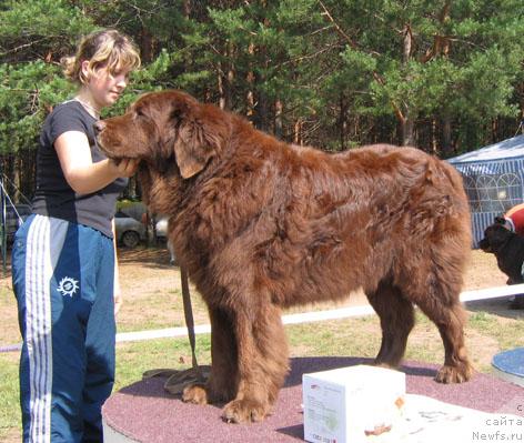 Фото: ньюфаундленд Koka Kola's Immidj Star YEmr Favorit (Кока Кола'с Иммидж Стар Эмр Фаворит)