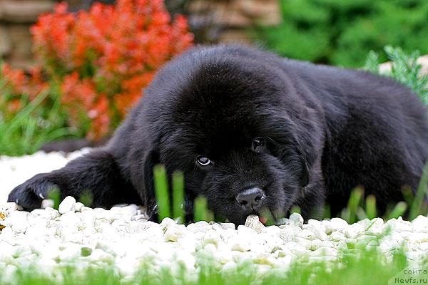 Фотография № 44516