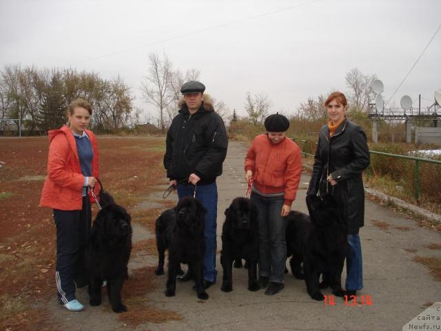 Фото: ньюфаундленд Dol'che Vita ot Sibirskogo Medvedya (Дольче Вита от Сибирского Медведя)