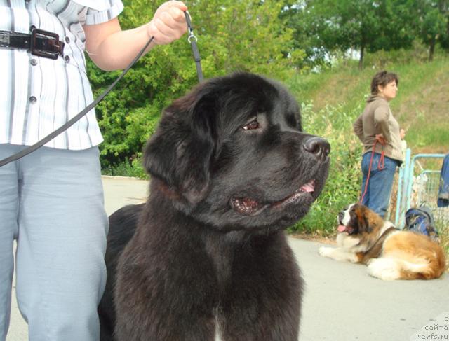 Фото: ньюфаундленд Mag Ispolin Lira Lyubvi (Маг Исполин Лира Любви)