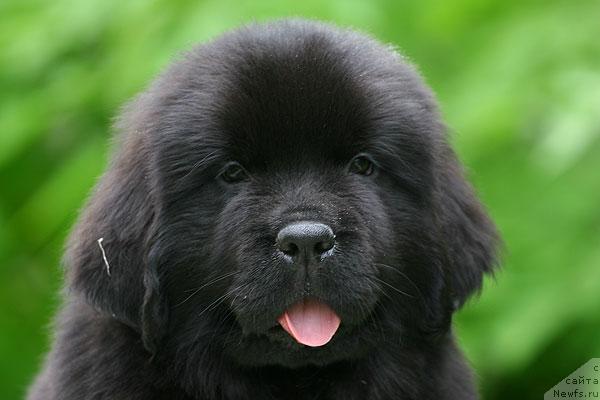 Фотография № 44535