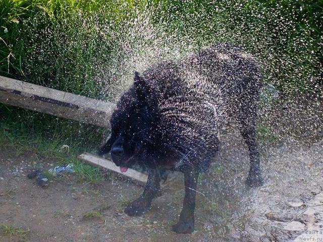 Фото: Гастон де Фуа