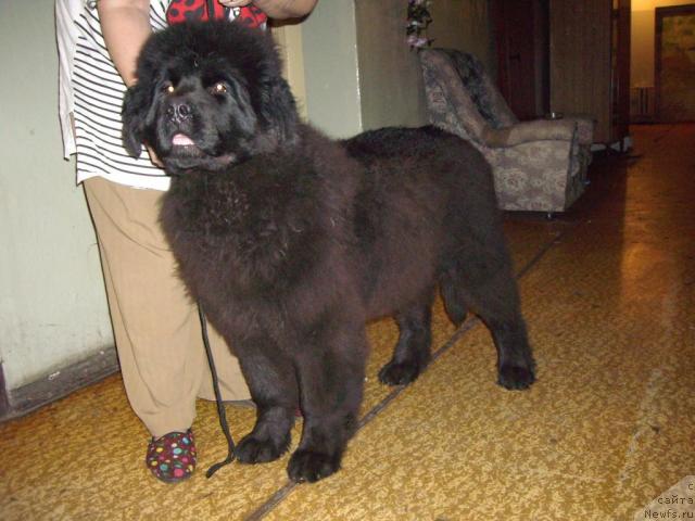 Фото: ньюфаундленд Ul'san Vil'gel'm f. Lanke (Ульсан Вильгельм ф. Ланке)