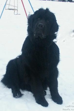 Фото: ньюфаундленд N'yu Speys Blyu Oushen (Нью Спейс Блю Оушен)