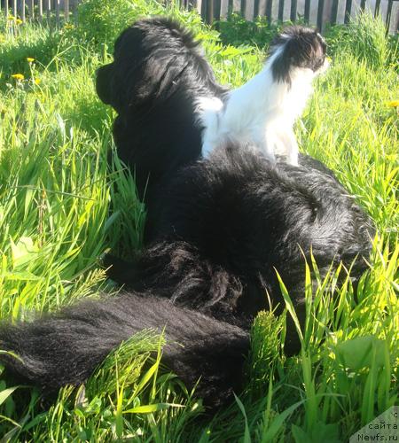 Фото: ньюфаундленд Charuyuschaya Noch ot Marleon Dusvik (Чарующая Ночь от Марлеон Дусвик)