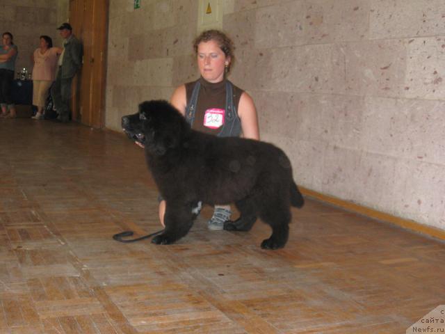 Фото: ньюфаундленд Мэджестик Гудсоул Найси Фою