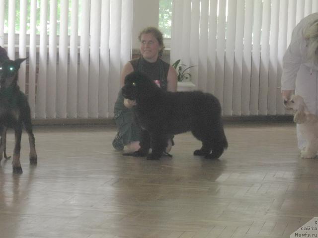 Фото: ньюфаундленд Мэджестик Гудсоул Найси Фою