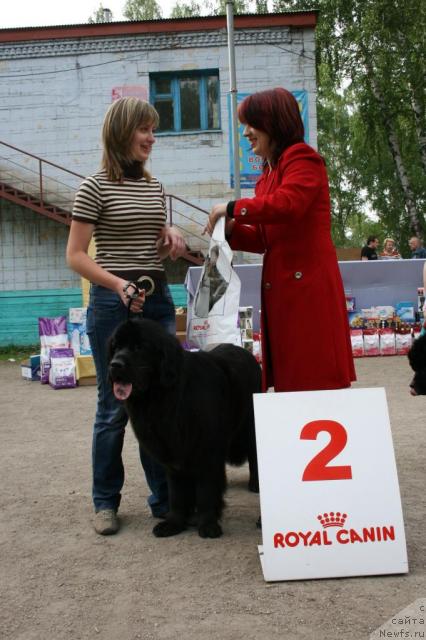 Фото: ньюфаундленд Formula Lyubvi ot Sibirskogo Medvedya (Формула Любви от Сибирского Медведя)
