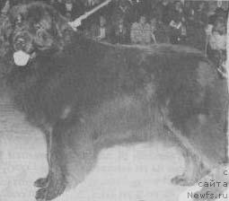 Фото: ньюфаундленд Ursulas McMortensen